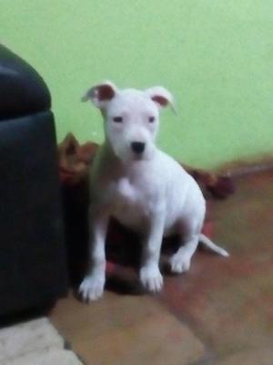 Hermosa pitbull