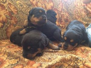 ROTTWEILERR CACHORROS HEMBRAS Y MACHOS