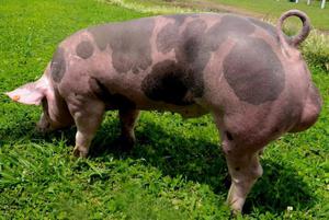 Se vende Cerdos de 60 kg