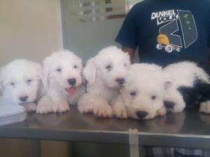 bobtail pastor ingles