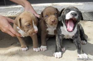 remato hermosos cachorros pitbull