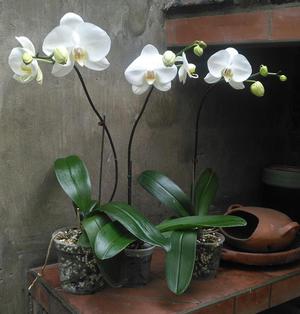 Phalaenopsis Beijing adultas, flores muy grandes, en