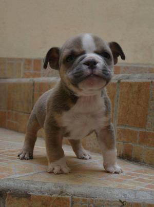 American Bully Exoctico