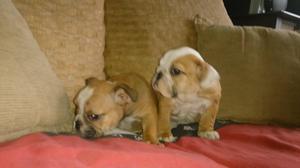 BULLDOG INGLES CACHORROS