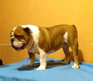 BULLDOG INGLES PEDIGREE