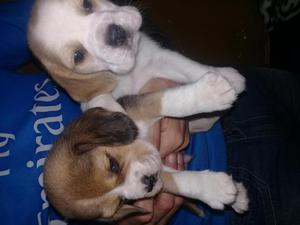 Beagles