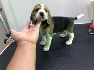 Beagles Hermosos Cachorros Ofertamos