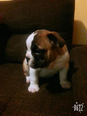 Bellos Bulldog Inglés