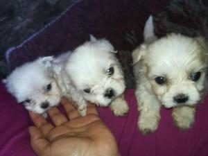 Bellos Cachorros de Raza Bichon Maltés