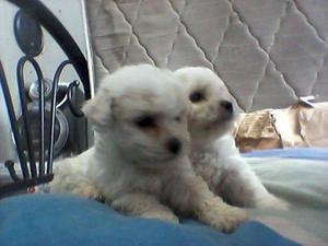 Bichon Frise