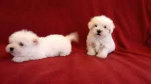 Bichon Maltes