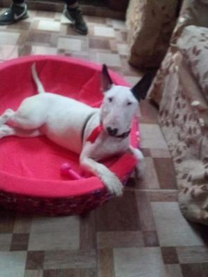 Bull Terrier 5 Meses