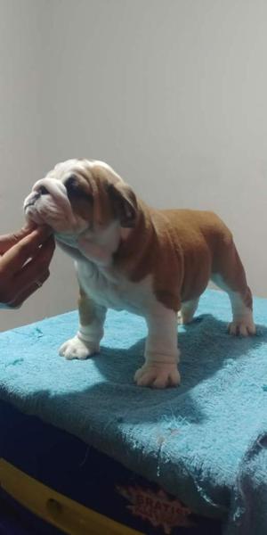 Bulldog Ingles Macho