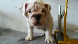 Bulldog Inglés Hermosos Cachorros