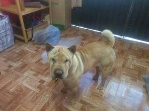 Busco Macho Shar Pei