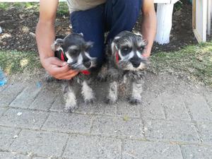 CACHORROS SCHNAUSER