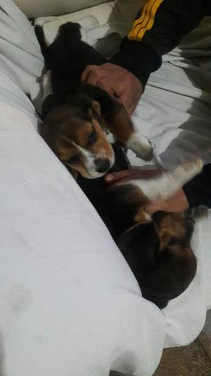 Cachorritas Beagle