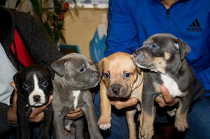 Cachorros American Bully Machos