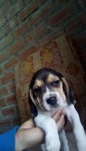 Cachorros Beagles