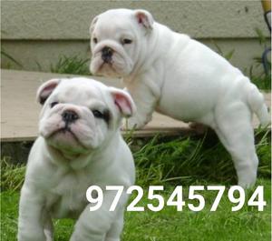 Cachorros Bulldog Ingles Fullpedigreekcp