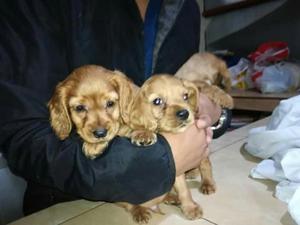 Cachorros Cocker en Venta