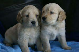 Cachorros Golden Retrievers