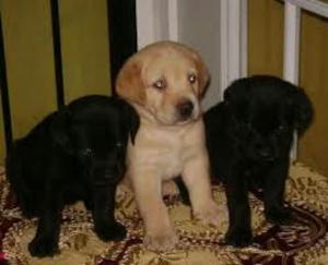 Cachorros Labrador