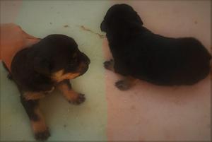 Cachorros rottweiler