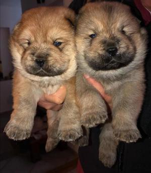Chow Chow