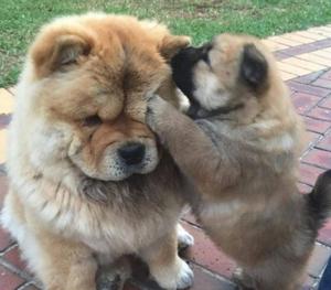 Chow Chow