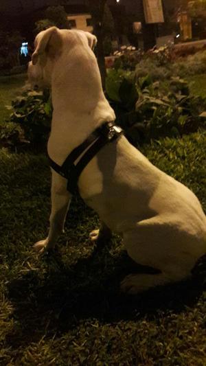 Dogo Argentino 5 Meses