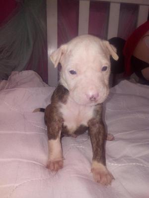 En venta cachorro pitbull