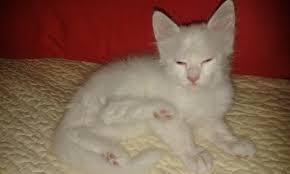 GATO ANGORA BELLOS