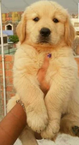 Golden Retriewer