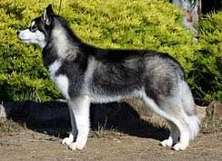 Hermoso Husky