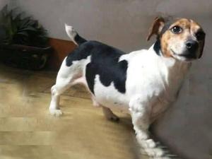 JACK RUSSELL MACHO