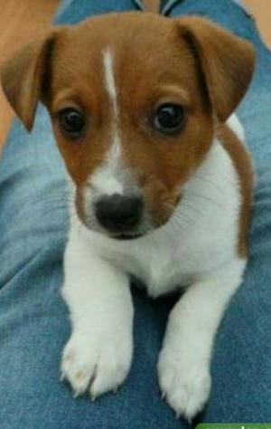 Jack Russell