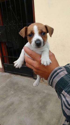 Jack Russell Bellos Cachorros Ofertamos