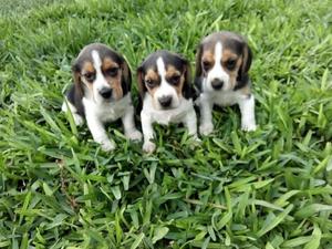 Lindos cachorros beagle