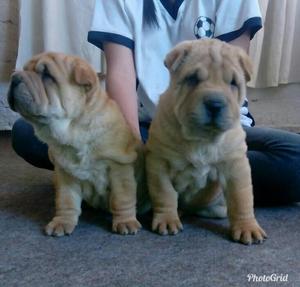 Perros Sharpei macho y hembra