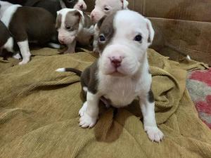 Pitbull red nouse 400