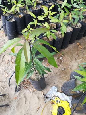 Plantones de Mango