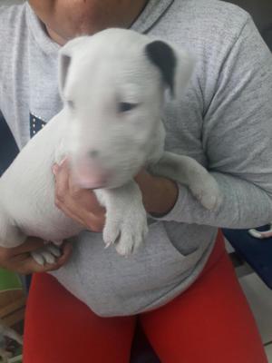 Precioso Bull Terrier Macho