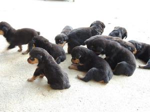 ROTTWEILER CACHORRITOS HEMBRITAS Y MACHITOS