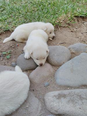 SAMOYEDO HERMOSOS CACHORRITOS