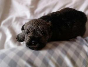 Schnauzer mini sal y pimienta