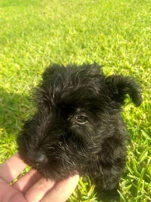 Scottish terrier