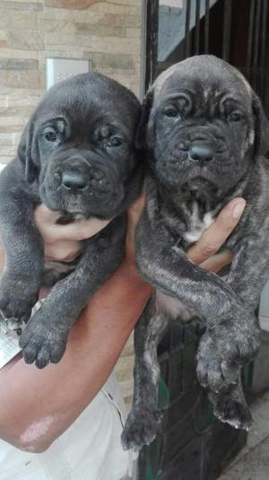 Se Vende 2 Cachorros Mastin con Fila