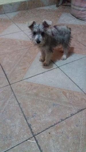 Se Vende Cachorra Mini Schnauzer