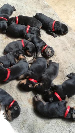 Se Venden Cachorros Rotwayler Precio N